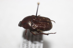 Euphoria leucographa