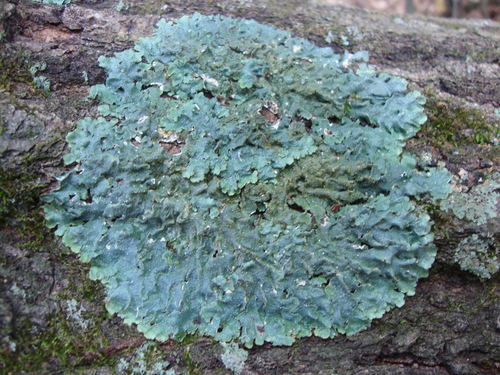 photo of Rough Speckled Shield Lichen (Punctelia rudecta)