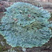 photo of Rough Speckled Shield Lichen (Punctelia rudecta)