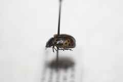 Zygogramma signatipennis
