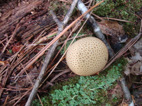 photo of Common Earthball (Scleroderma citrinum)