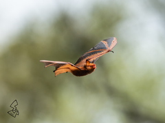 Black-Winged Myotis photo 5