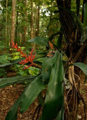 Coralberry (Aechmea fulgens)