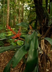 Aechmea fulgens, photograph (c) Eli, some rights reserved (CC BY)