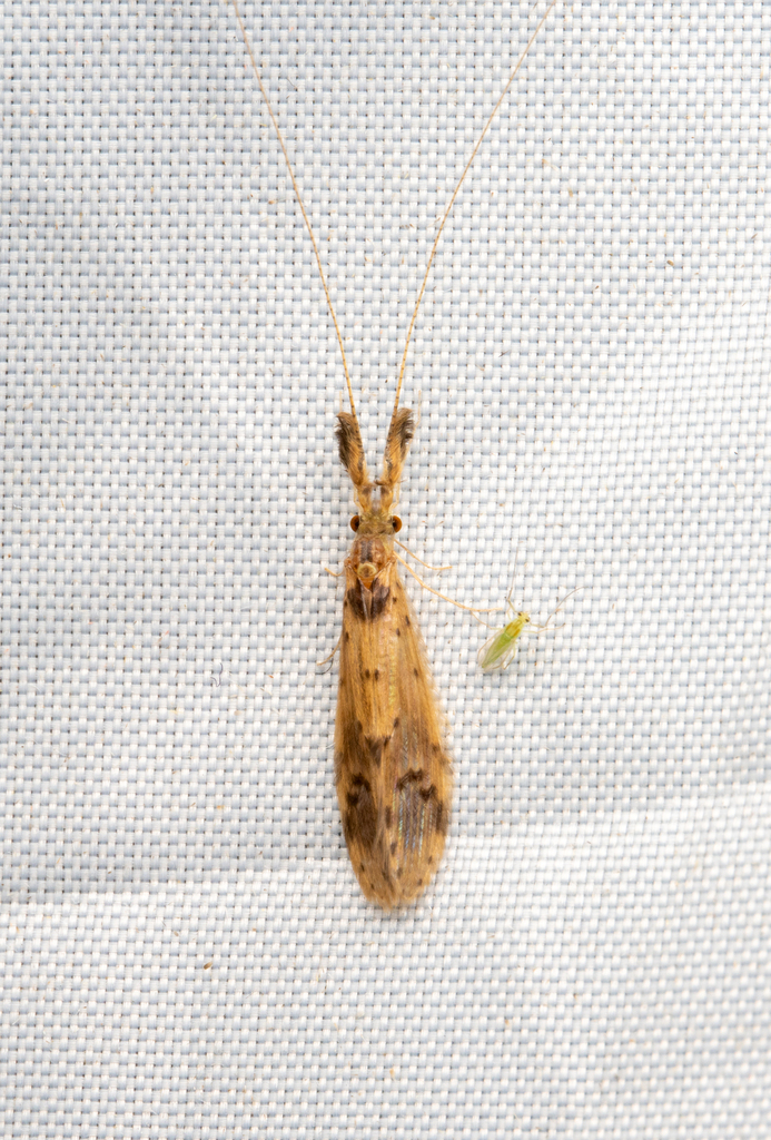 Oecetis comalis