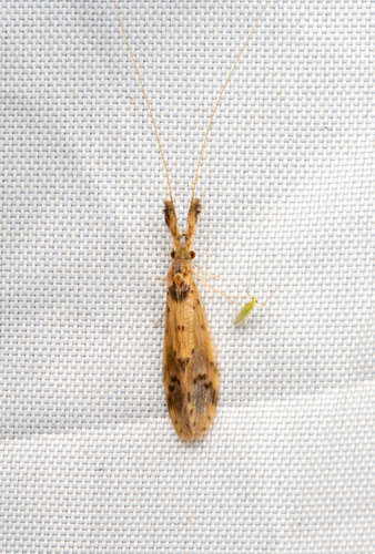 Oecetis comalis