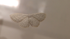 Scopula quinquelinearia