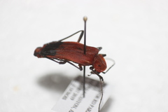 Chauliognathus lecontei
