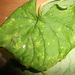 photo of Violet Rust (Puccinia violae)