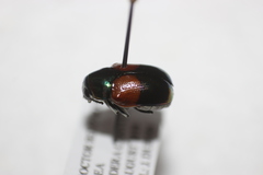 Megalostomis pyropyga