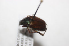 Strigoderma pimalis