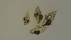 Tarantinaea lignaria