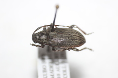 Glaucotes yuccivorus