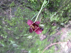 Tigridia multiflora
