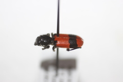 Enoclerus spinolae