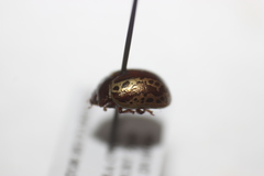 Zygogramma arizonica