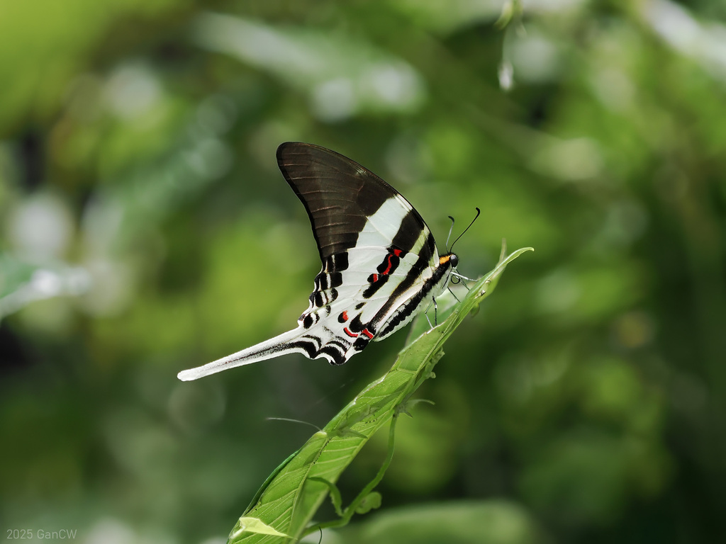 Tabitha's Swordtail