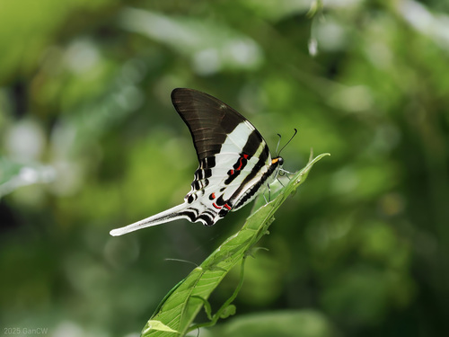 Tabitha's Swordtail