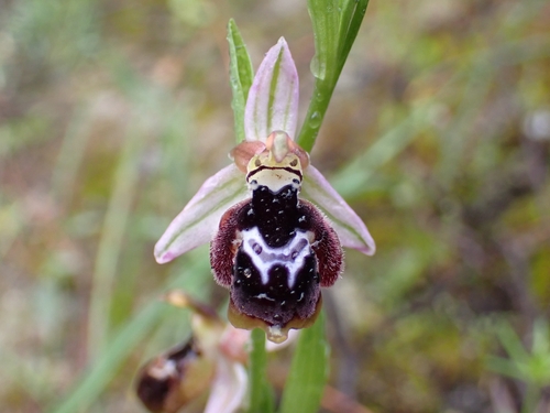 Image of Ophrys reinholdii by (c) Elias, some rights reserved (CC BY)