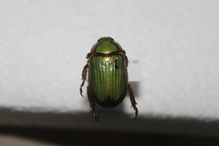 Chrysina lecontei