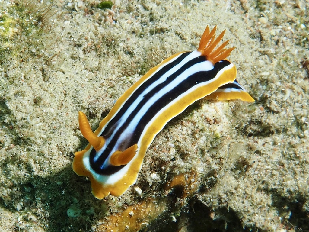 Pyjama Slug (Chromodoris quadricolor) - recorded at The Pools