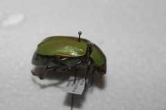 Chrysina beyeri