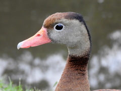 Dendrocygna autumnalis