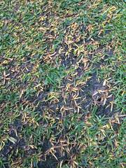 Apiognomonia errabunda