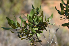 Ebenaceae