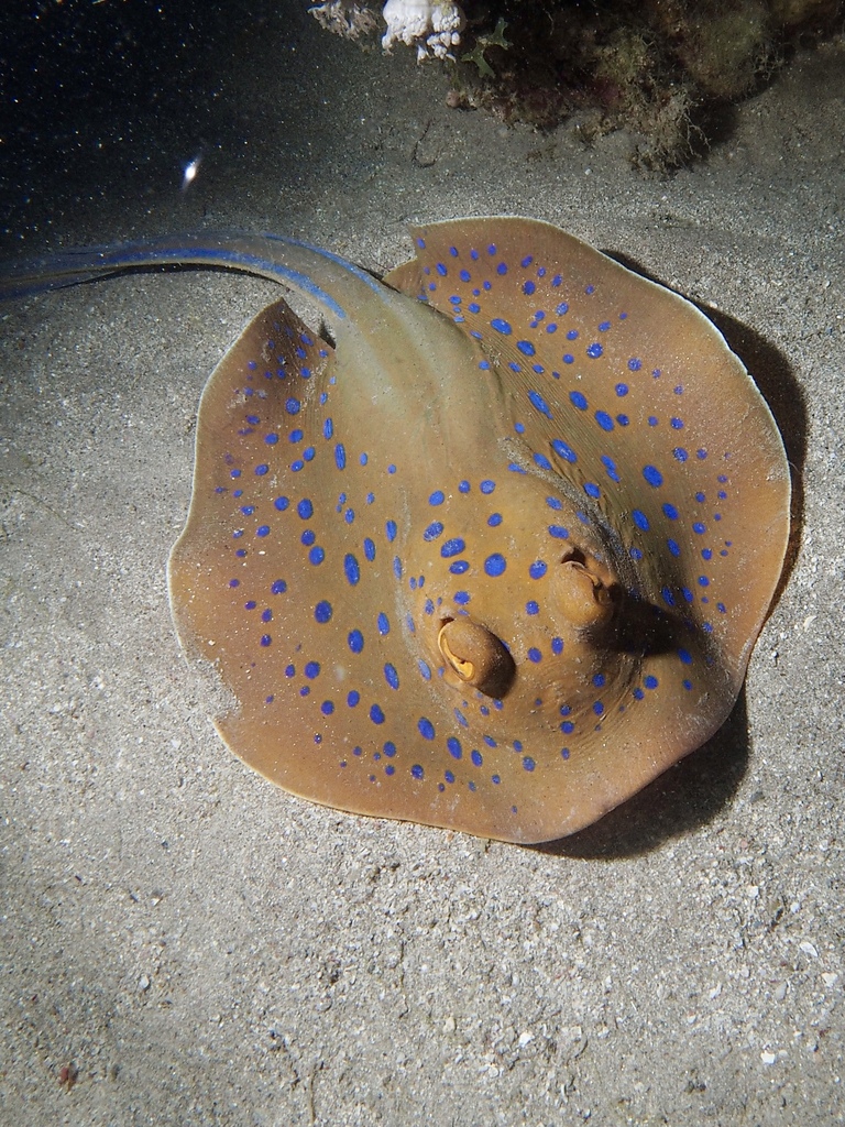 Blue-spotted ribbontail ray lying on sand at night