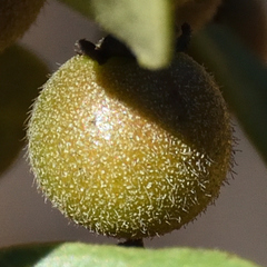 Ebenaceae