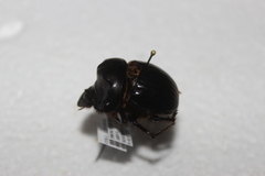 Dichotomius colonicus