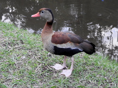 Dendrocygna autumnalis