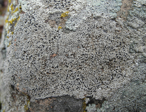 Rhizocarpon grande, 2025-03-28