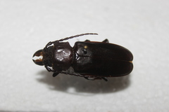 Mallodon dasystomus