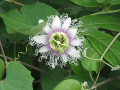 Passiflora edulis edulis
