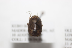 Lineostethus tenebricornis