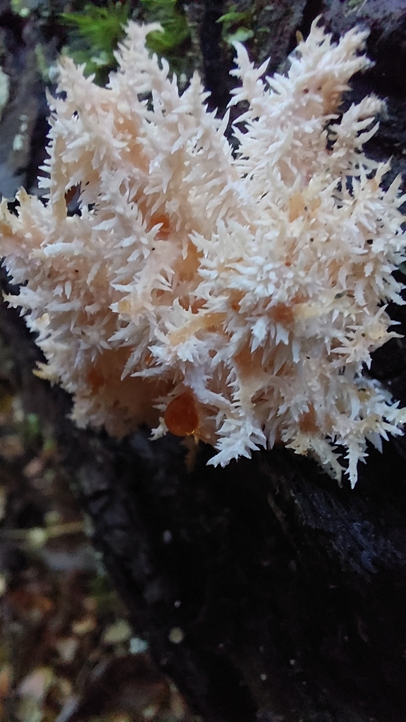Hericium coralloides · April 2025 · photo: © tassietravelsblog (iNaturalist, cc0)