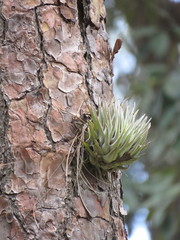 Tillandsia macdougallii