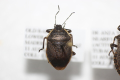 Apateticus marginiventris