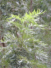 Grevillea robusta