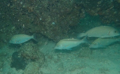 Black-Streaked Monocle Bream photo 4