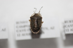 Moromorpha tetra