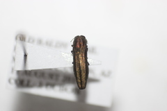 Agrilus arizonicus
