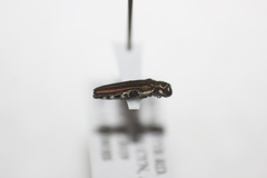 Agrilus latifrons