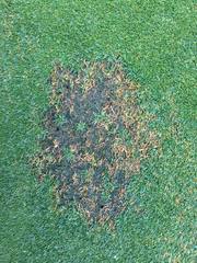 Apiognomonia errabunda