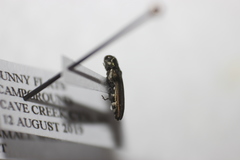 Agrilus latifrons