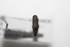 Agrilus lecontei celticola