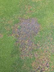 Apiognomonia errabunda