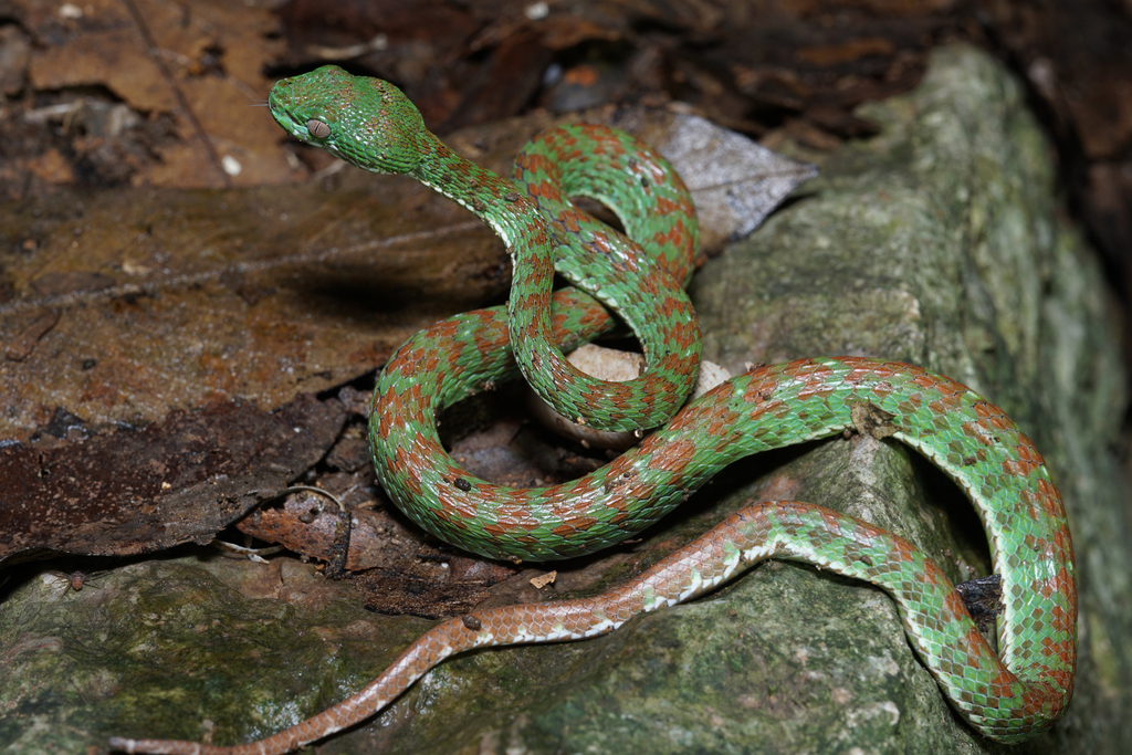 Kui Buri Pitviper